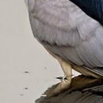204A3371.jpg  Bihoreau gris